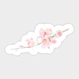 Cherry blossom - Sakura Sticker